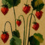 Wild Strawberry Stem